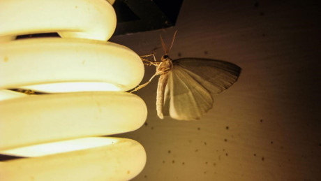 Đèn LED màu nóng giúp xua muỗi